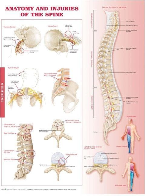 ANATOMY & INJURIES OF THE SPINE PAPER CH