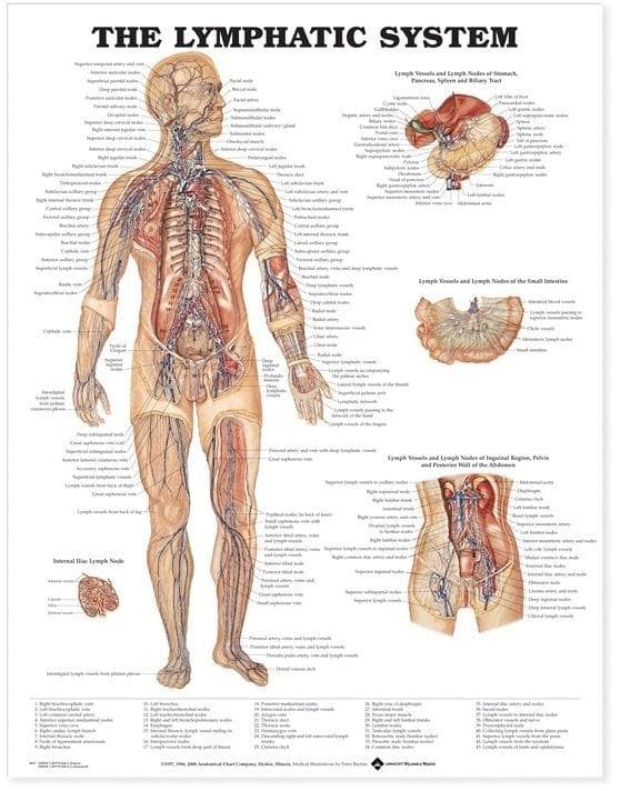 LYMPHATIC SYSTEM PU