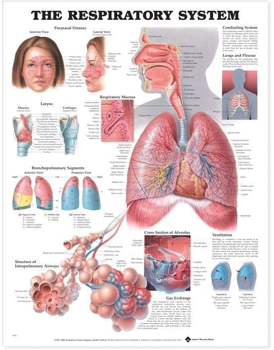 THE RESPIRATORY SYSTEM PU