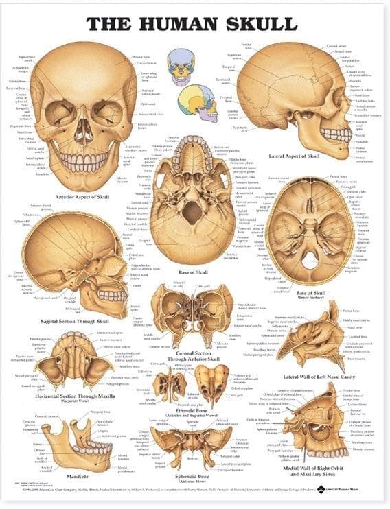 THE HUMAN SKULL PU