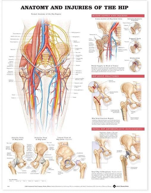 ANATOMY & INJURIES HIP PU