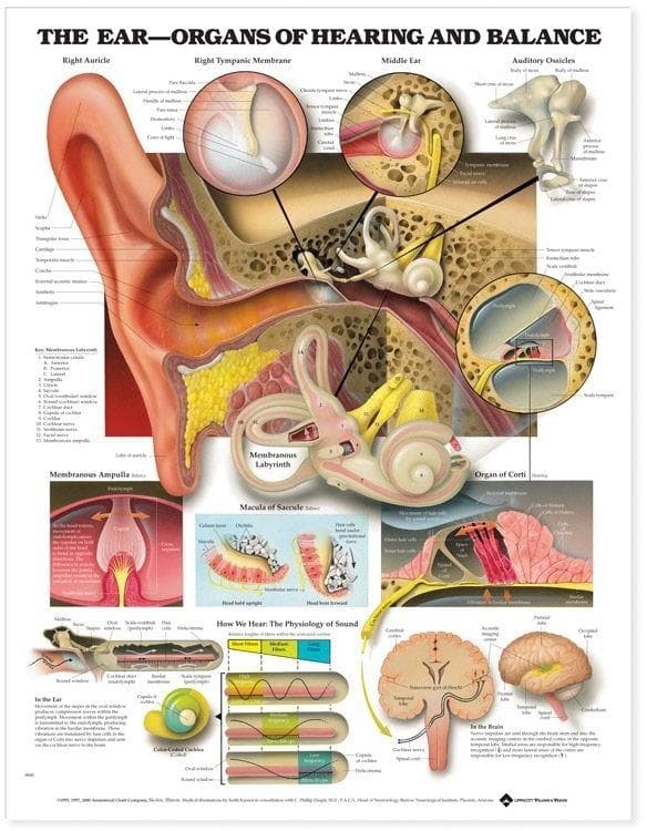 EAR ORGANS OF HEARING BAL PU