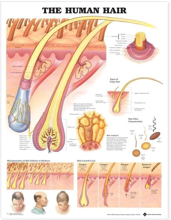 HUMAN HAIR PU