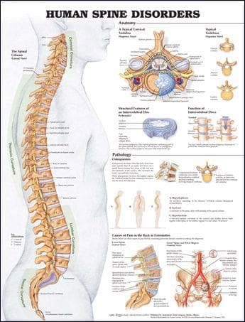 HUMAN SPINE DISORDERS STYRENE