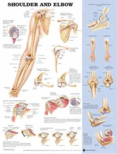 SHOULDER & ELBOW (NEW) STYRENE CHART