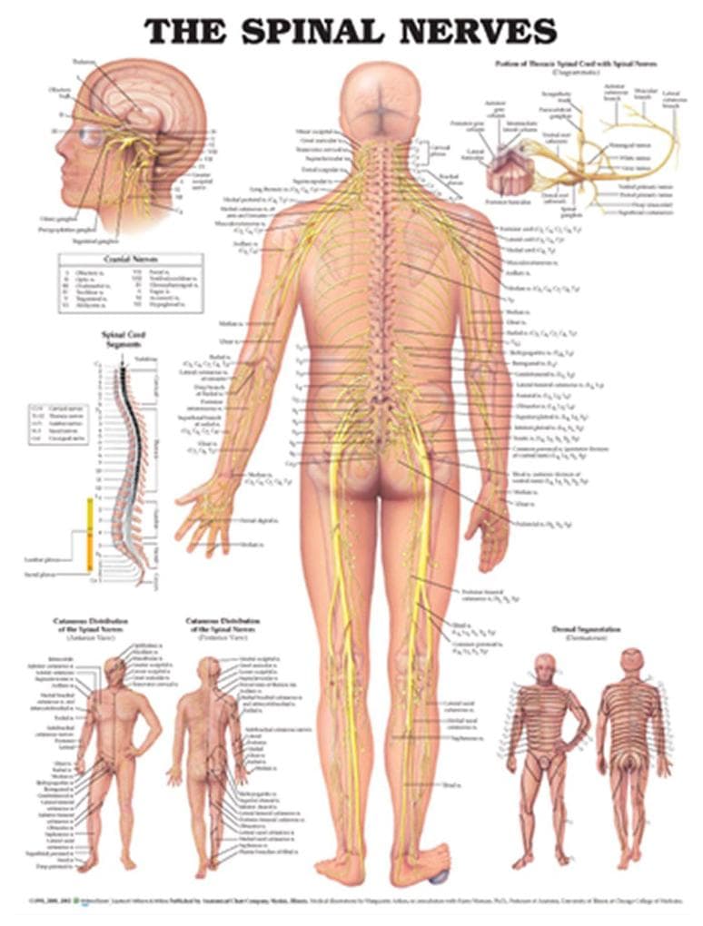 THE SPINAL NERVES PST