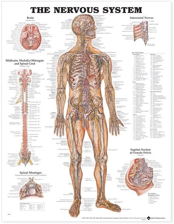 NERVOUS SYSTEM PST