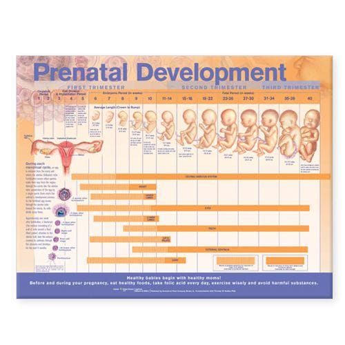FETAL DEVELOPMENT CHART PAPER