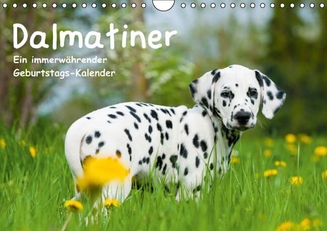 Dalmatiner - Ein immerwährender Geburtstags-Kalender (Wandkalender immerwährend DIN A4 quer)