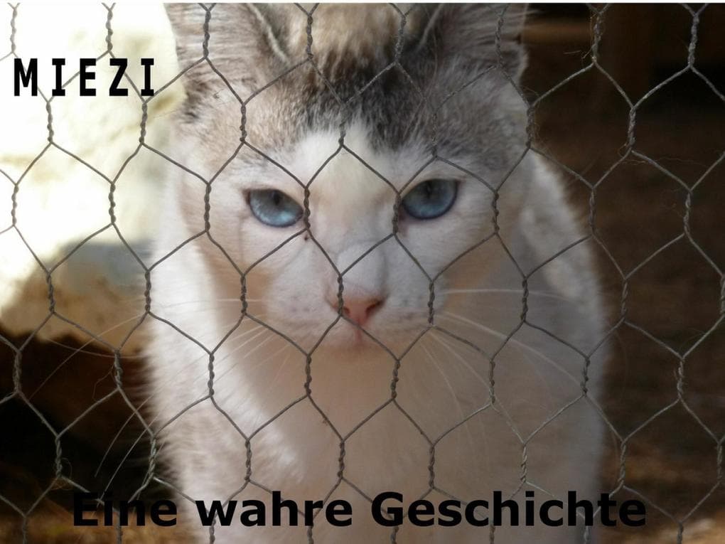 Miezi - Eine wahre Katzengeschichte: Wie alles begann...
