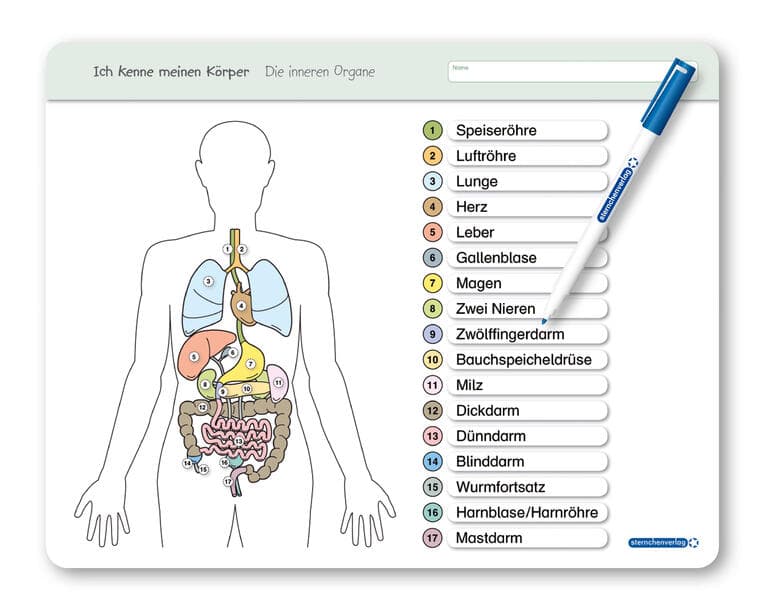 Ich kenne meinen Körper - Die inneren Organe