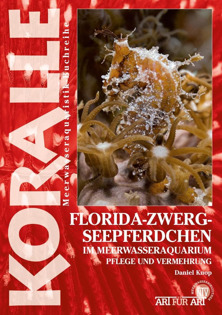 Florida-Zwergseepferdchen im Meerwasseraquarium
