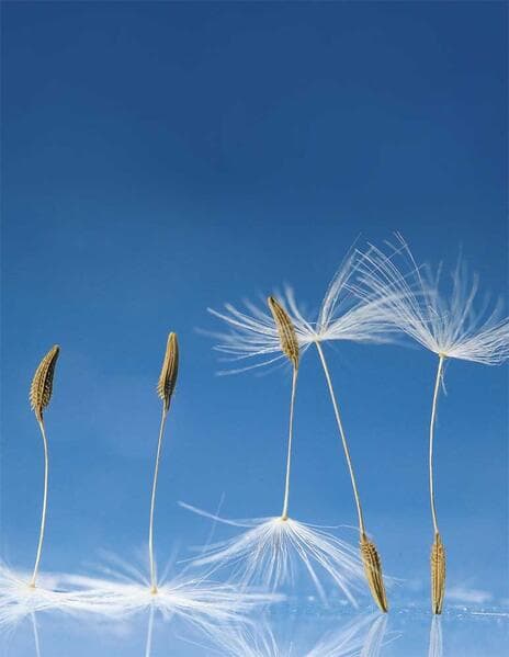 Dandelion