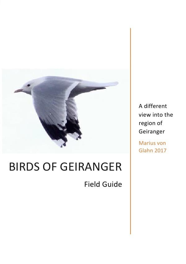 Birds of Geiranger: A different view into the region of Geiranger