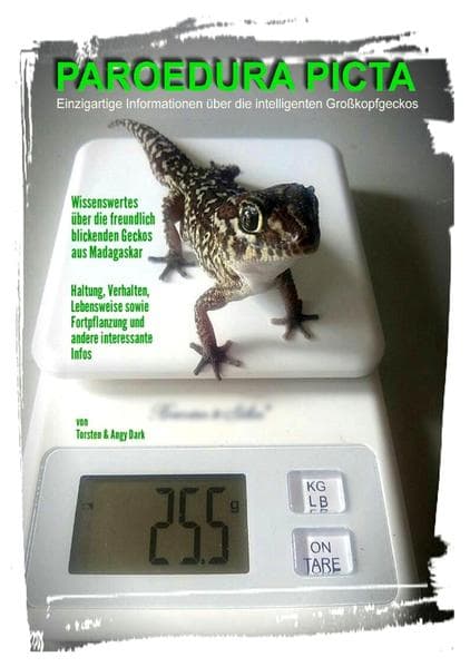 PAROEDURA PICTA - Großkopfgeckos: Außergewöhnliches aus Bielefeld (NRW)