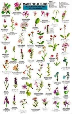 Mac's Field Guides: Rocky Mountain Wildflowers