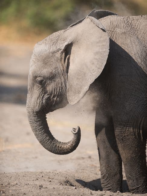Junger Elefant im Serengeti Nationalpark - 1.000 Teile (Puzzle)
