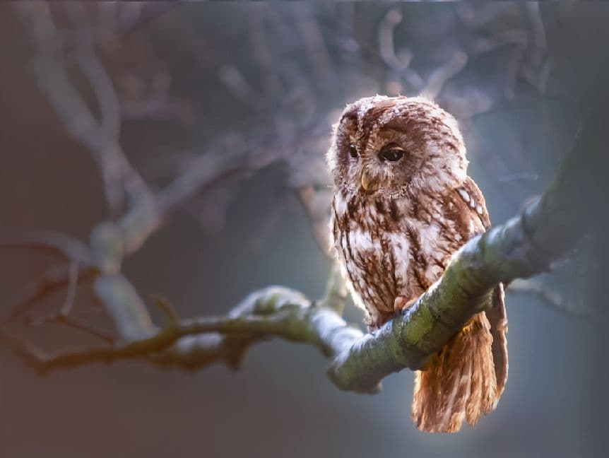 Eule - 500 Teile (Puzzle)