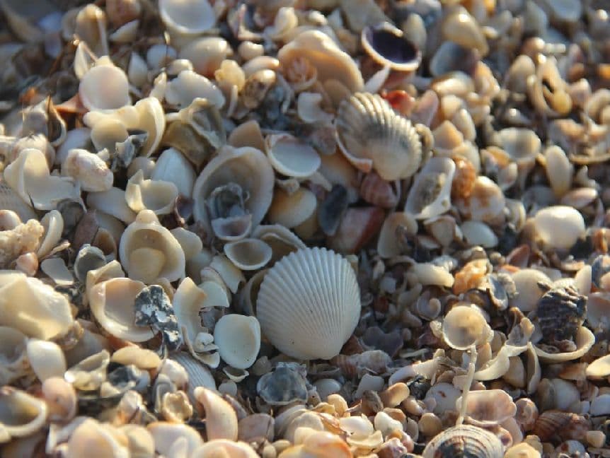 Muscheln - 1.000 Teile (Puzzle)