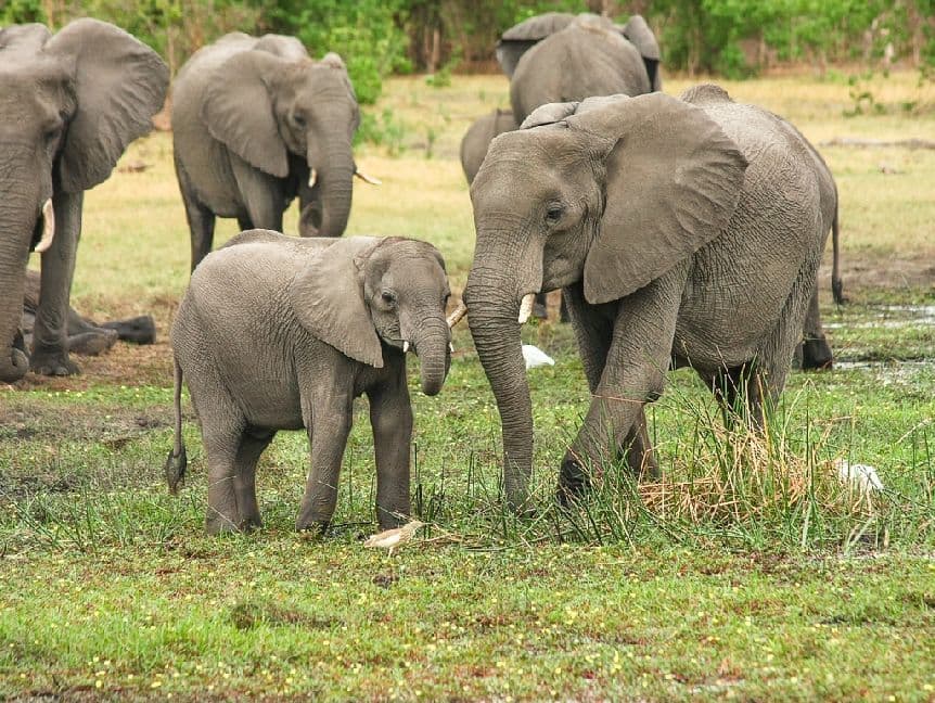 Elefant - 1.000 Teile (Puzzle)