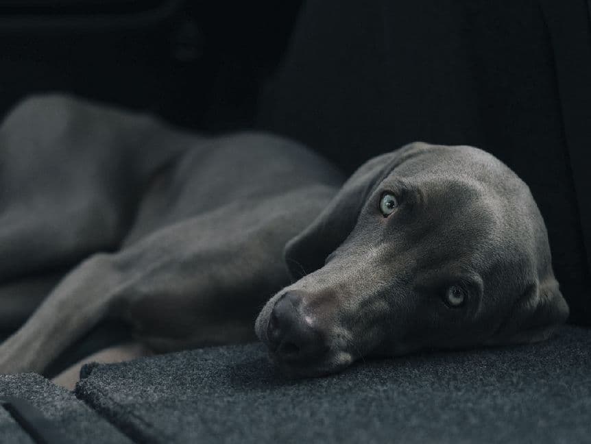 Hund - 1.000 Teile (Puzzle)