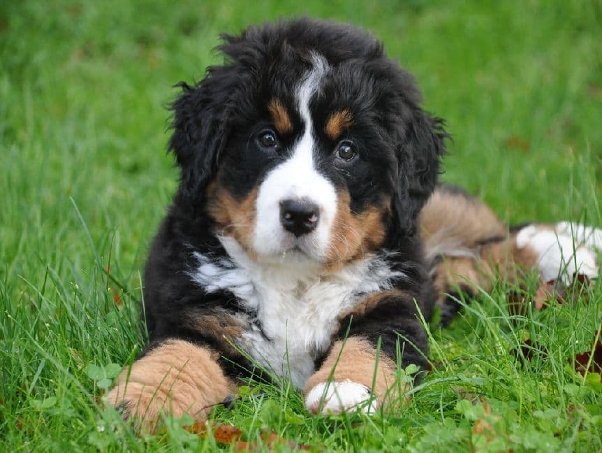 Berner Sennenhund - 1.000 Teile (Puzzle)