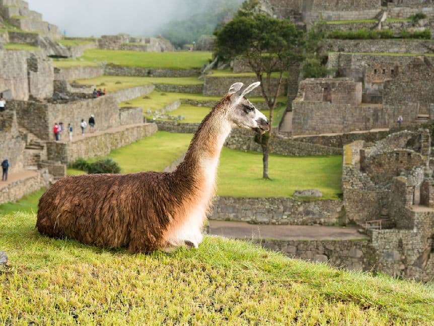 Lama in Machu Picchu - 500 Teile (Puzzle)