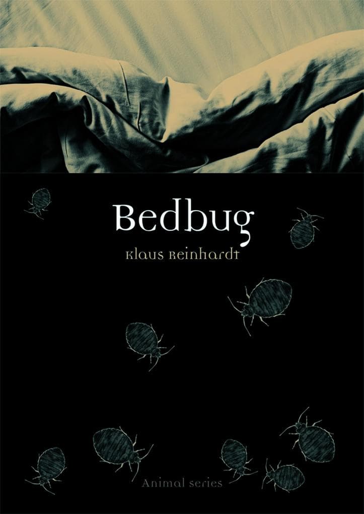 Bedbug