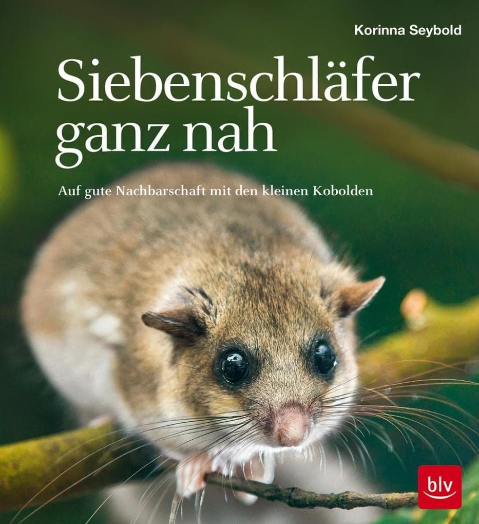 Siebenschläfer ganz nah