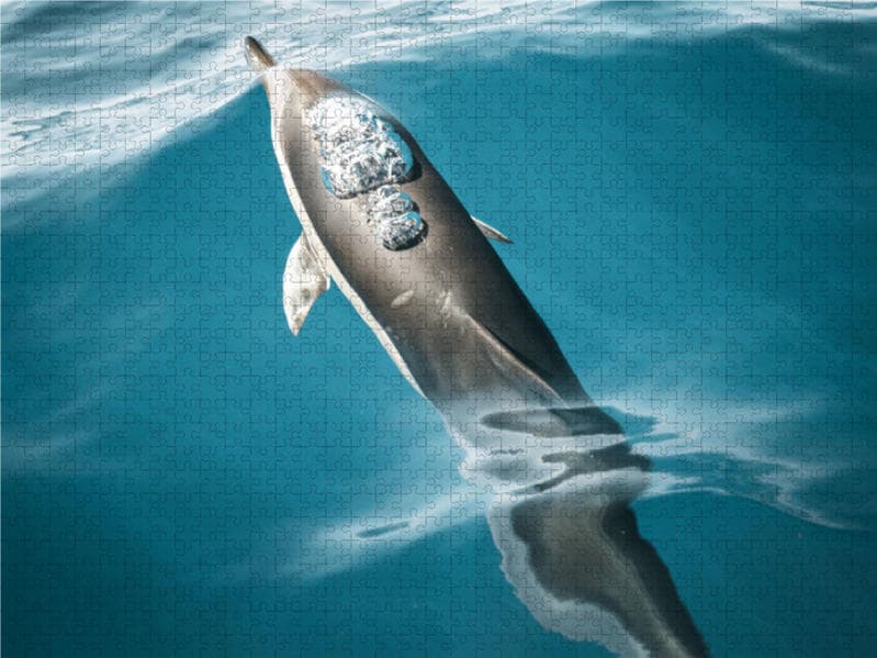 CALVENDO Puzzle Madeiras freundliche Meeresbewohner 2000 Teile Lege-Größe 900 x 670 cm Foto-Puzzle B