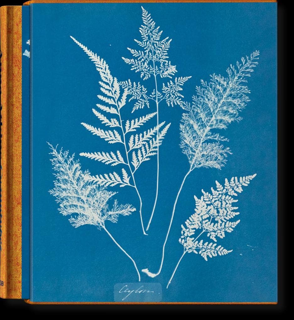 Anna Atkins. Cyanotypes