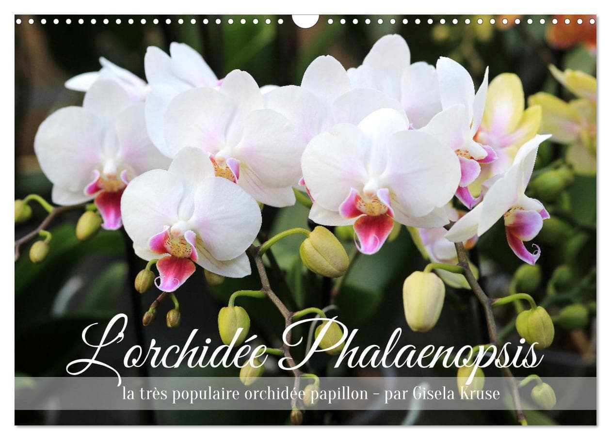 L'orchidée Phalaenopsis (Calendrier mural 2025 DIN A3 vertical), CALVENDO calendrier mensuel