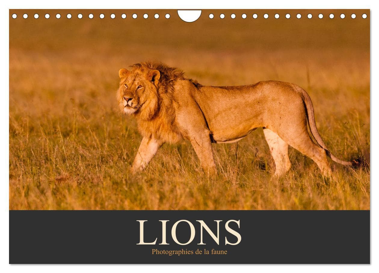 Lions Photographies de la faune (Calendrier mural 2025 DIN A4 vertical), CALVENDO calendrier mensuel
