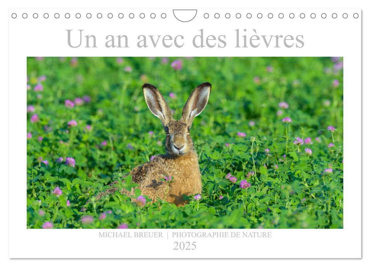 Un an avec des lièvres (Calendrier mural 2025 DIN A4 vertical), CALVENDO calendrier mensuel
