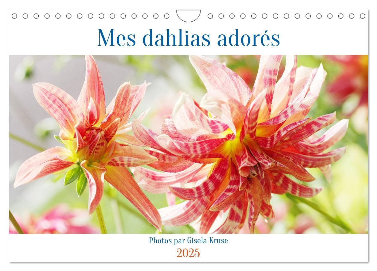 Mes dahlias adorés (Calendrier mural 2025 DIN A4 vertical), CALVENDO calendrier mensuel