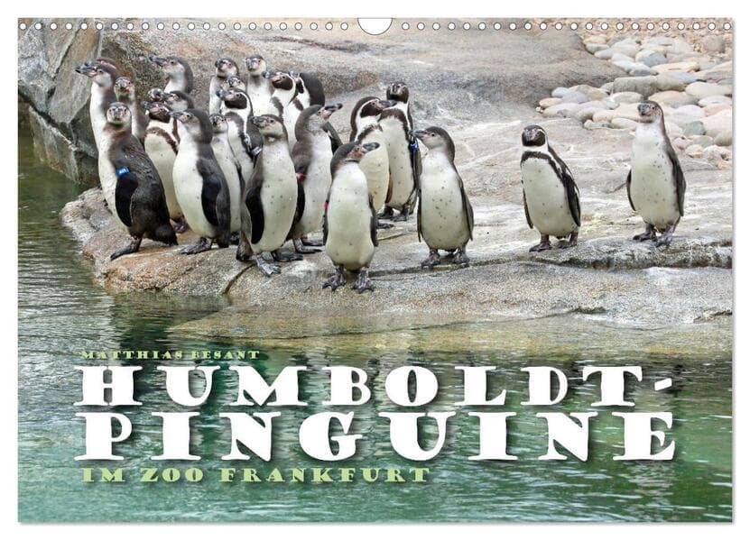 HUMBOLDTPINGUINE (Wandkalender 2025 DIN A3 quer), CALVENDO Monatskalender
