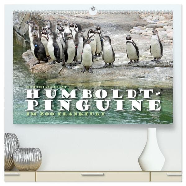 HUMBOLDTPINGUINE (hochwertiger Premium Wandkalender 2025 DIN A2 quer), Kunstdruck in Hochglanz