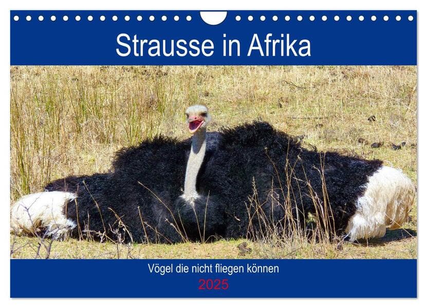 Strausse in Afrika (Wandkalender 2025 DIN A4 quer), CALVENDO Monatskalender