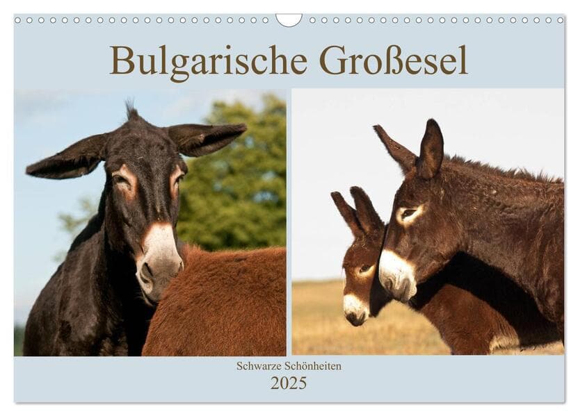Bulgarische Großesel - Schwarze Schönheiten (Wandkalender 2025 DIN A3 quer), CALVENDO Monatskalender
