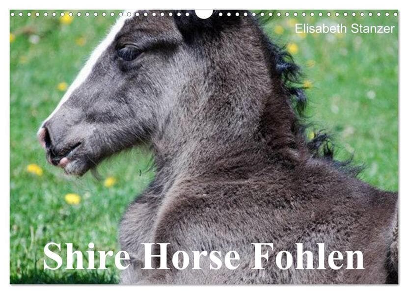 Shire Horse Fohlen (Wandkalender 2025 DIN A3 quer), CALVENDO Monatskalender