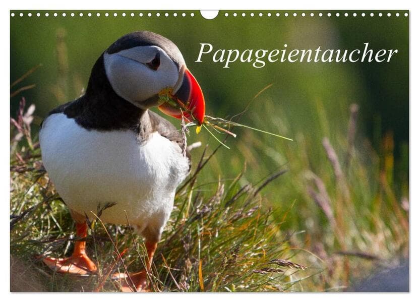 Papageientaucher (Wandkalender 2025 DIN A3 quer), CALVENDO Monatskalender