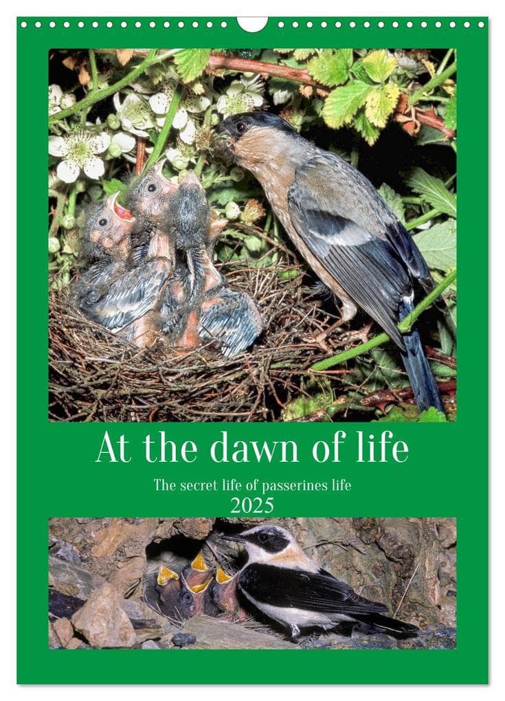 At the dawn of life the secret life of passerines (Wall Calendar 2025 DIN A3 portrait), CALVENDO 12 Month Wall Calendar