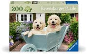 Ravensburger Puzzle 12001368 - Golden Retriever - 200 Teile Hunde-Puzzle für ältere Menschen und Sen