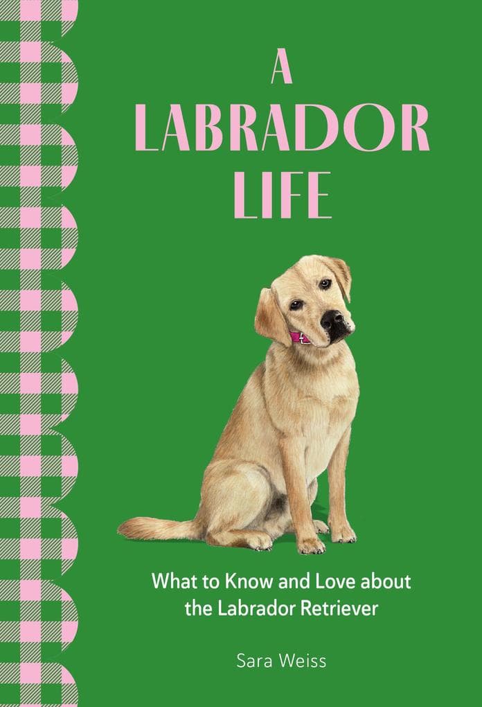 A Labrador Life