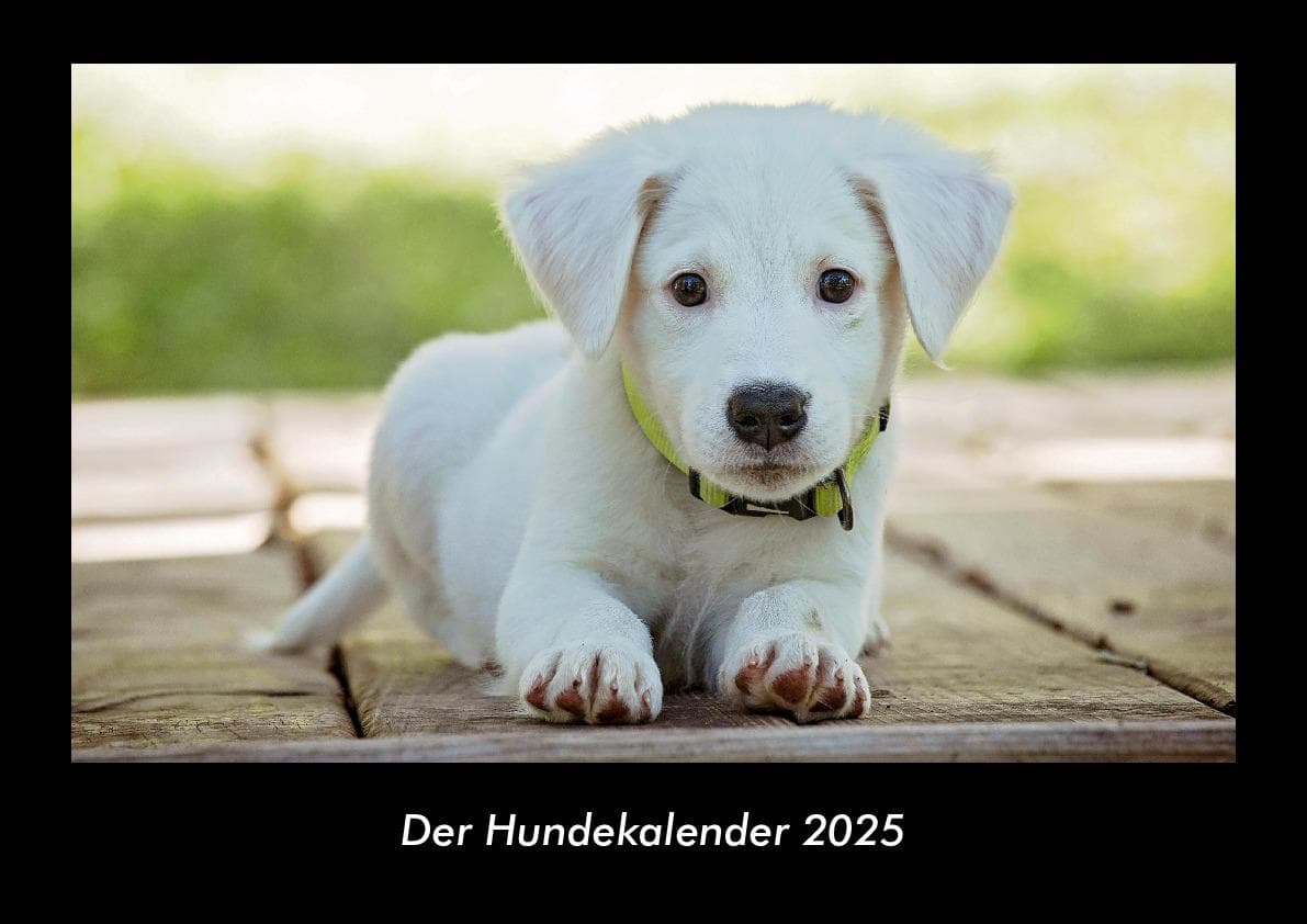 Der Hundekalender 2025 Fotokalender DIN A3