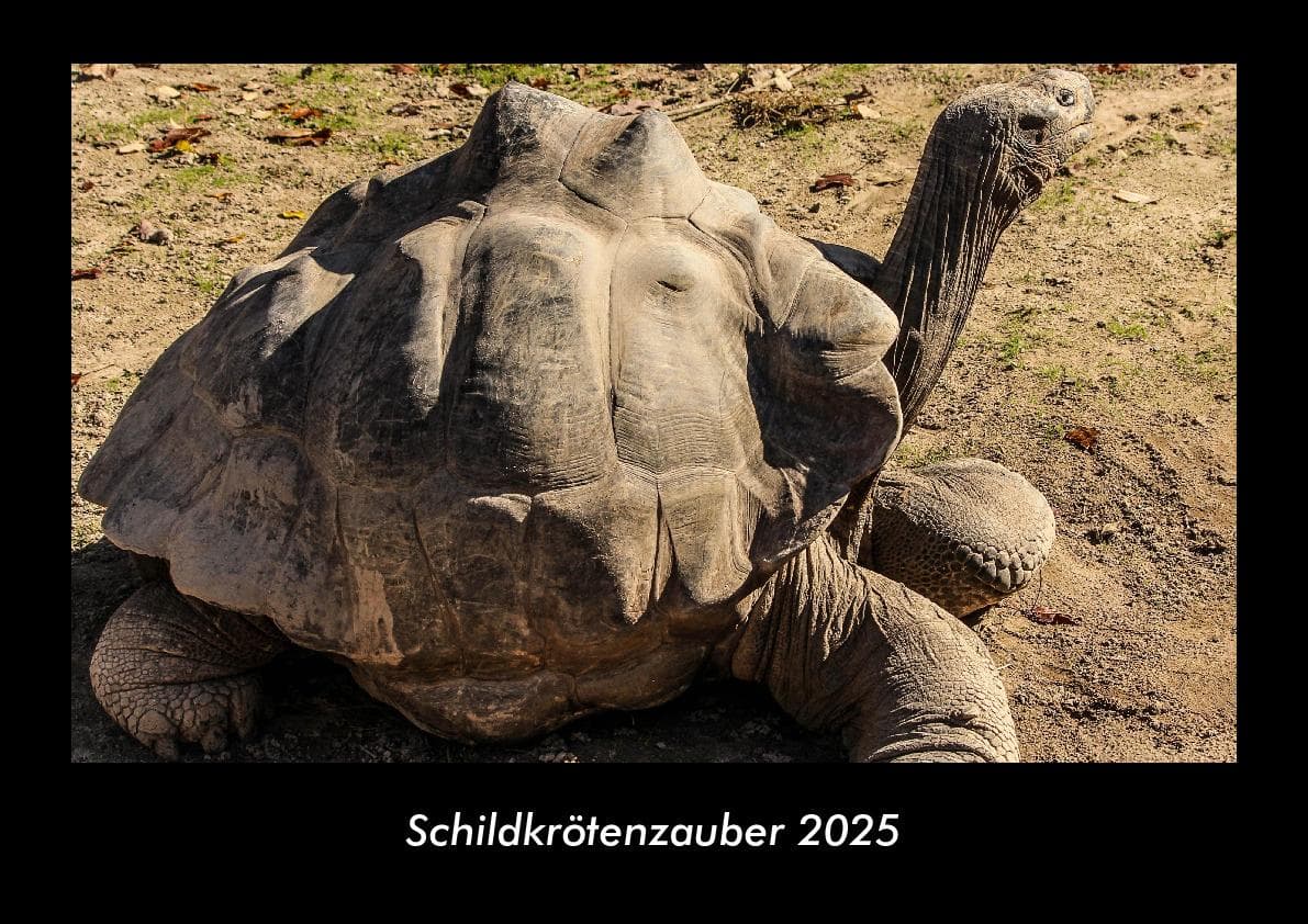 Schildkrötenzauber 2025 Fotokalender DIN A3