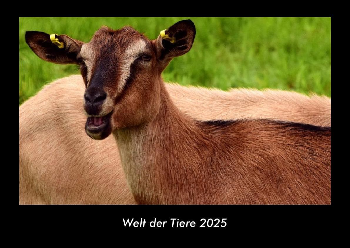 Welt der Tiere 2025 Fotokalender DIN A3