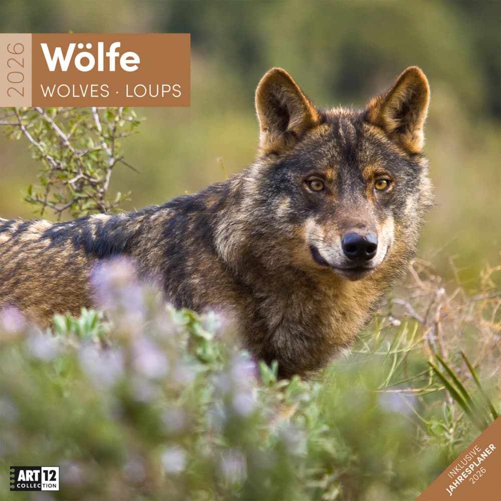 Wölfe Broschürenkalender 2026 - 30x30 - Art12