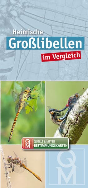 Heimische Großlibellen im Vergleich. 10er-Set