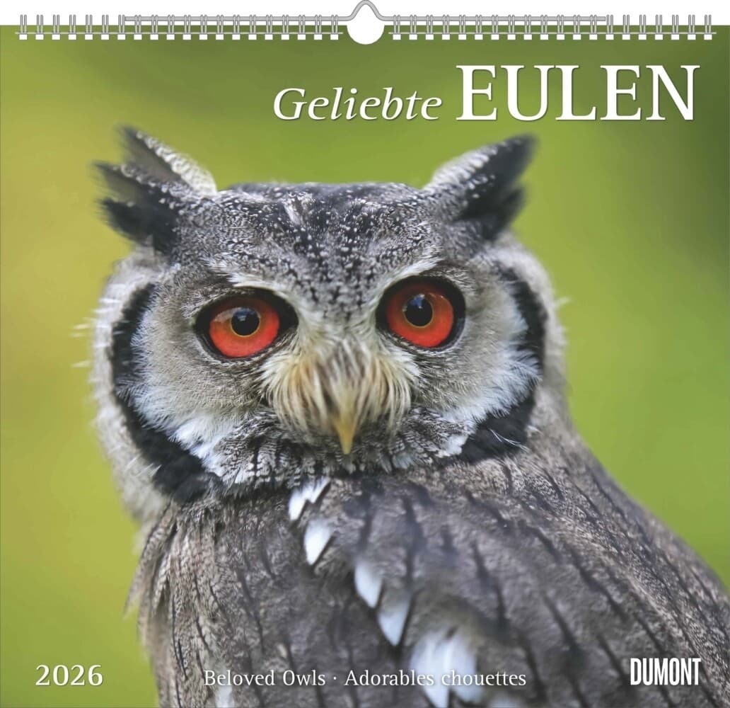 Geliebte Eulen 2026 - DUMONT Wandkalender - mit den wichtigsten Feiertagen - Format 38,0 x 35,5 cm